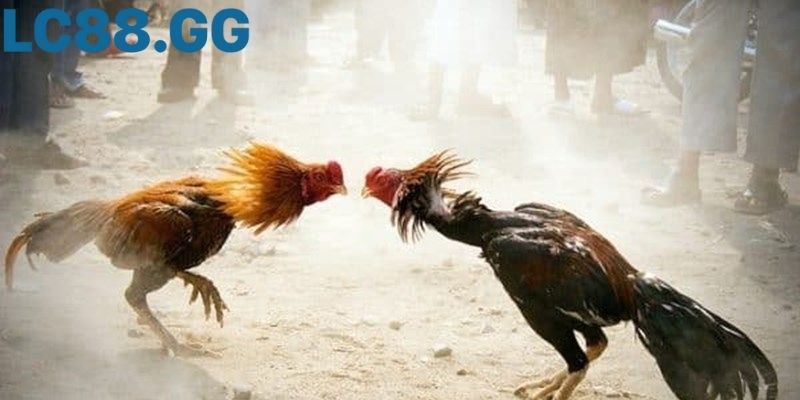 Trực tiếp Đá gà Sv388 tại LC88