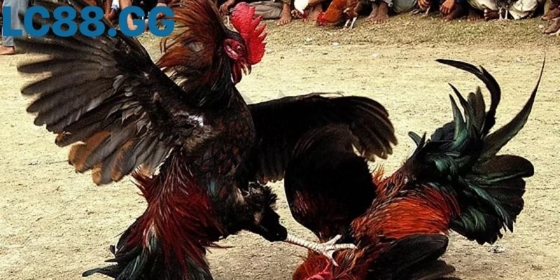 Góc nhìn sới gà Thomo lúc khán đài kín chỗ